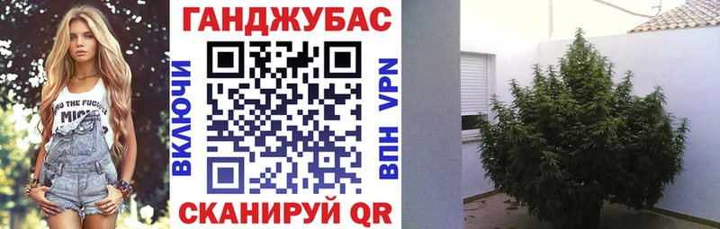 закладка  Брюховецкая  Конопля сатива 